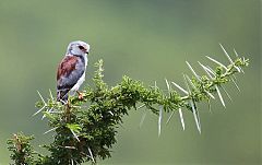 Pygmy Falcon